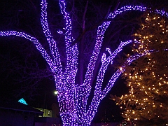 012 Toledo Zoo Light Show [2008 Dec 27]